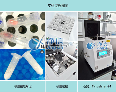 国产麻豆综合网多样品组织研磨仪：研磨大鼠血管提取核酸